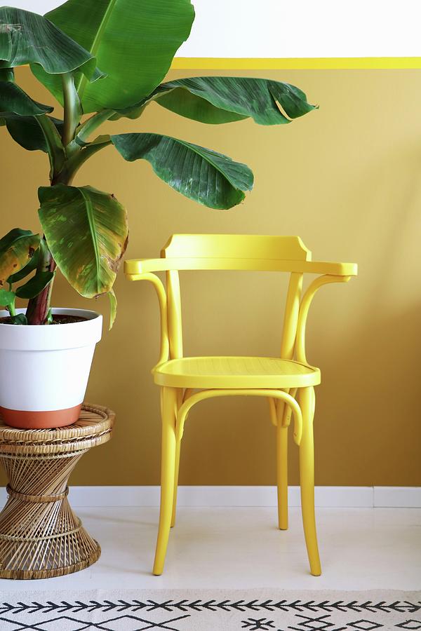 Yellow Armchair Next To Leafy Houseplant On Wicker Stool Against Yellow Wall Photograph by Marij Hessel