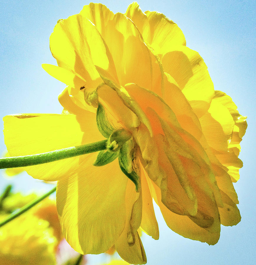 Yellow Photograph