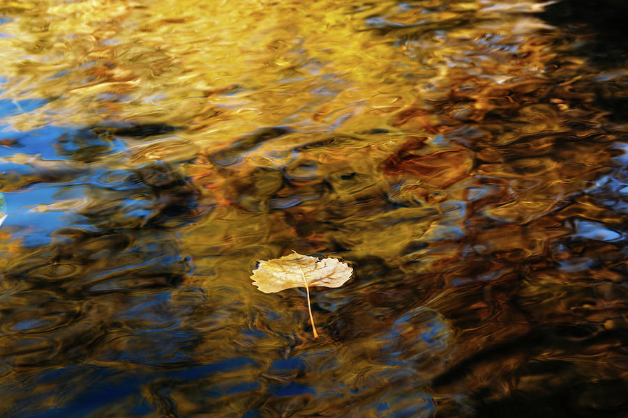 Yellow Aspen Leaf Floating Down A River by Jeanette Fellows Yellow Aspen Leaf Floating Down A River by Jeanette Fellows