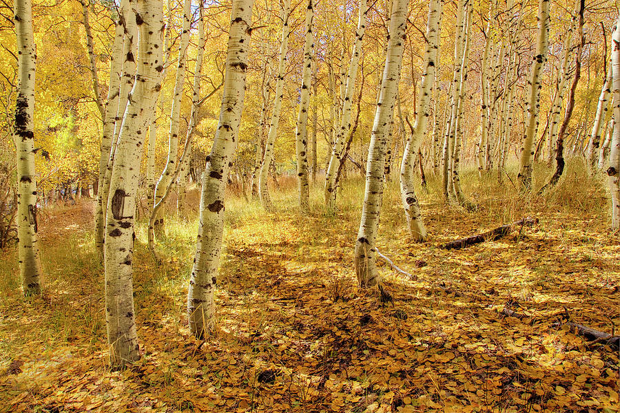 Yellow Aspen Trees In The Fall In The Photograph by William Stevenson