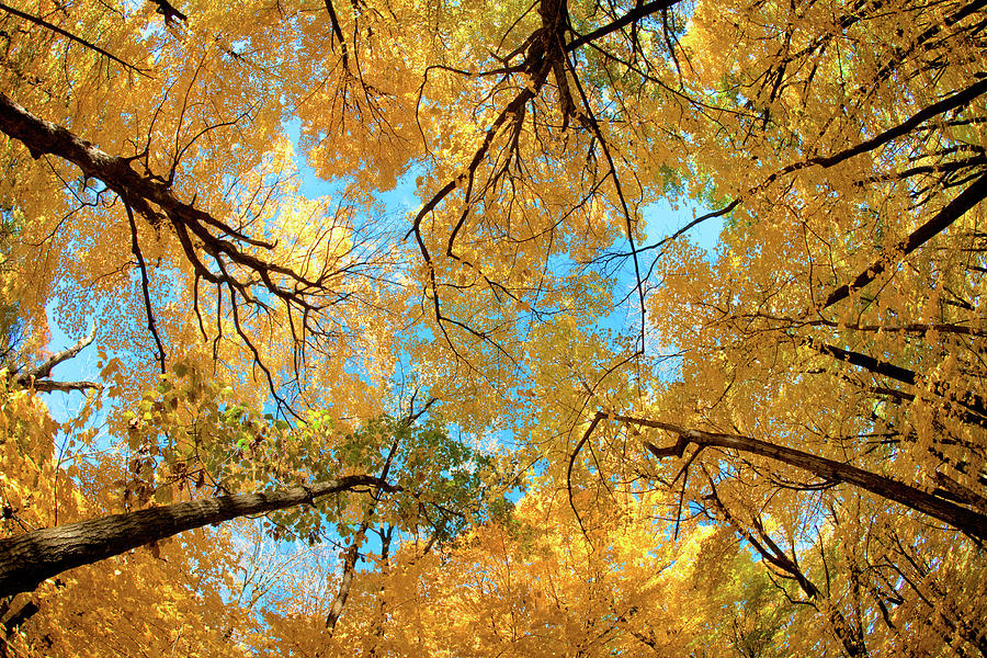 Yellow Autumn Canopy Photograph by Todd Klassy