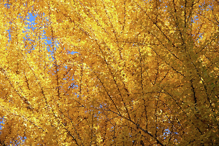 Yellow Autumn Photograph by Cora Wandel