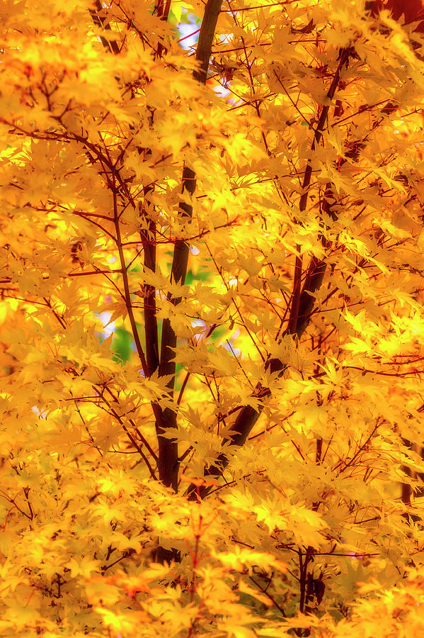 Yellow Autumn Leaves Photograph by Garry Gay