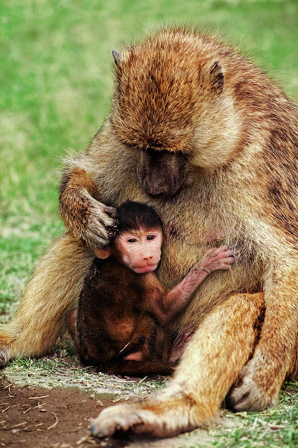 Yellow Baboon Mother & Young Papio Photograph by Nhpa