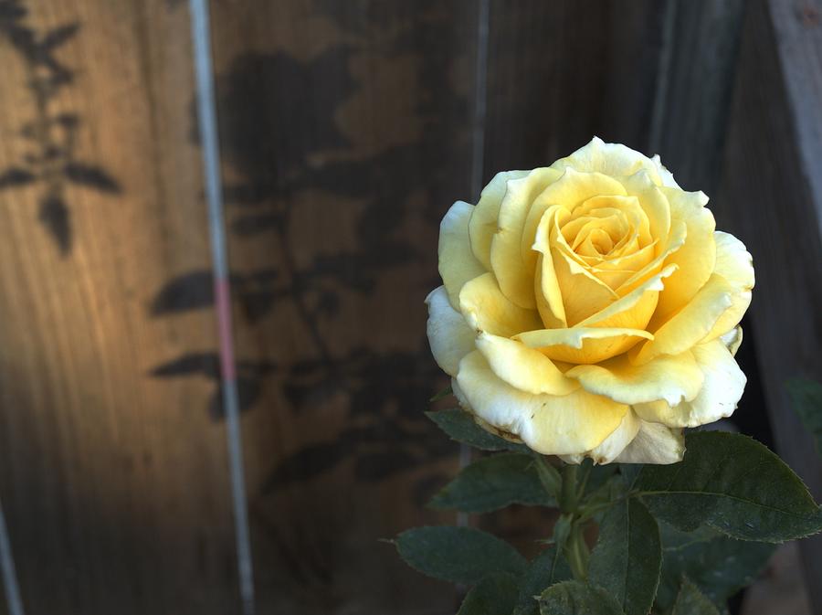 Yellow Backyard Rose Photograph by Richard Thomas