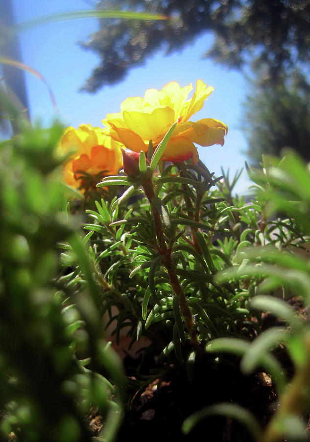 Yellow Balcony Garden Flowers 1 Photograph by Jaeda DeWalt