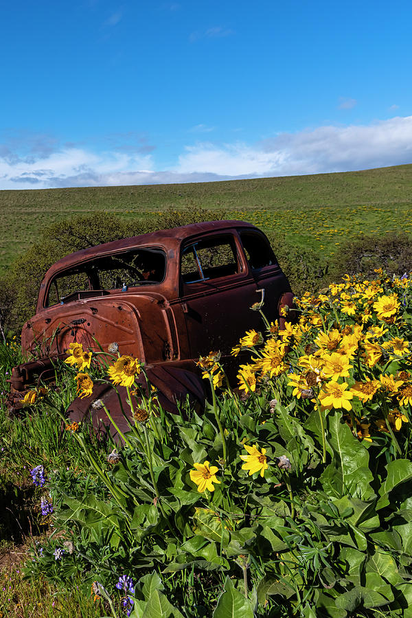 Yellow Balsamroot and Rusty Car Photograph by John Trax