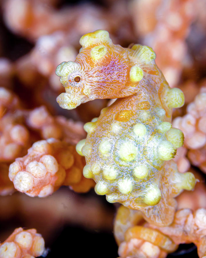 Yellow Bargabanti Pygmy Seahorse Photograph by Bruce Shafer