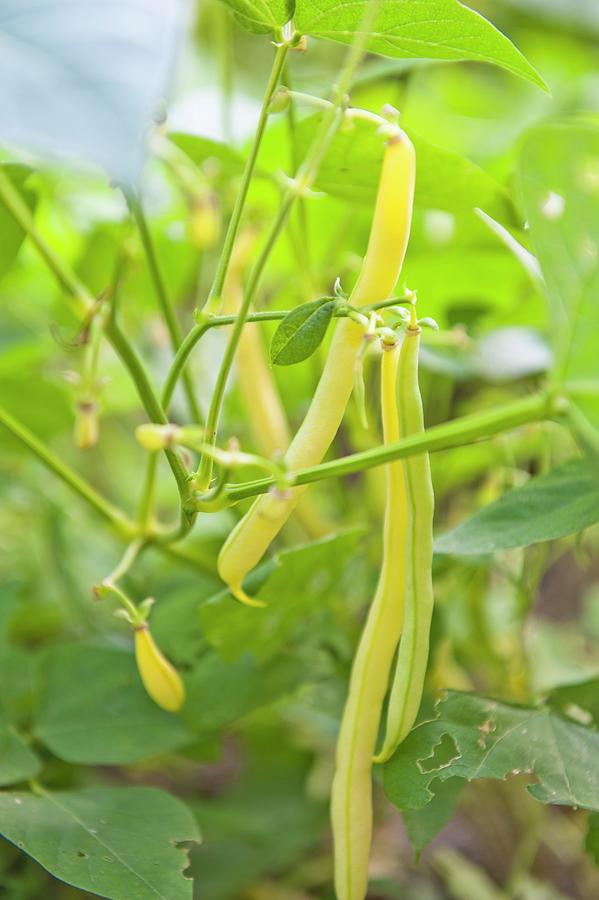 Yellow Beans On The Plant Photograph by Lupu, Gabriela