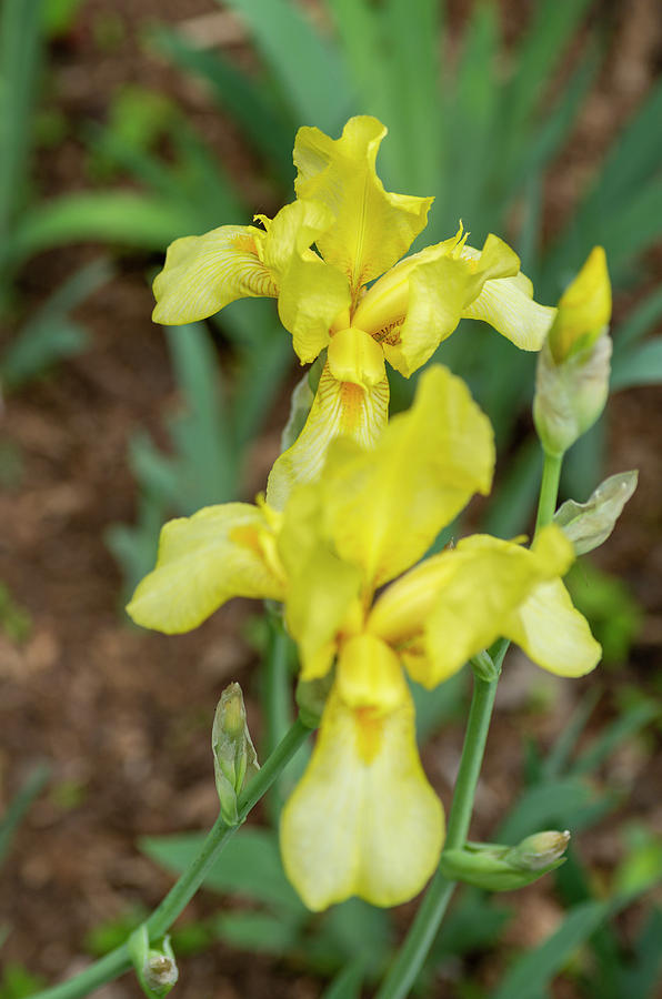 Yellow Bearded Iris 15 Photograph