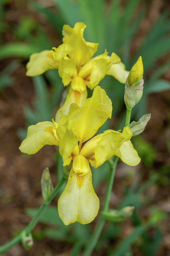 Yellow Bearded Iris 16 Photograph