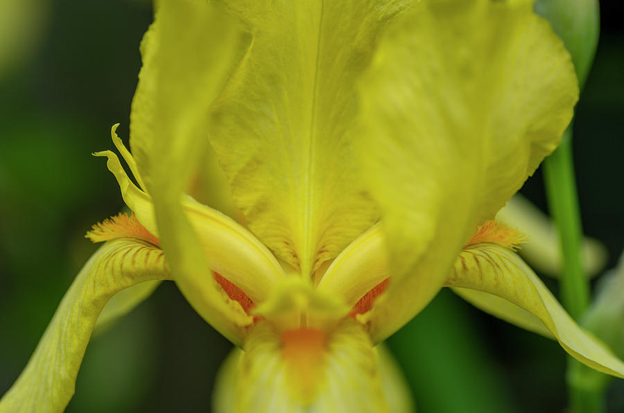 Yellow Bearded Iris 6 Photograph