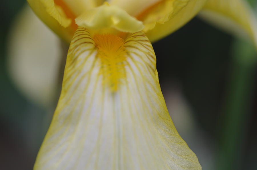 Yellow Bearded Iris 8 Photograph