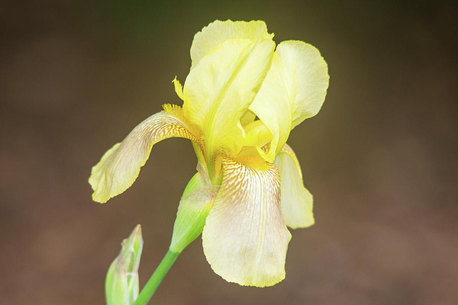 Yellow Bearded Iris Photograph by Mary Ann Artz