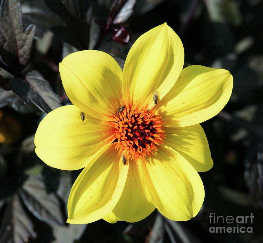 Yellow Beauty  Photograph by Richard Denyer