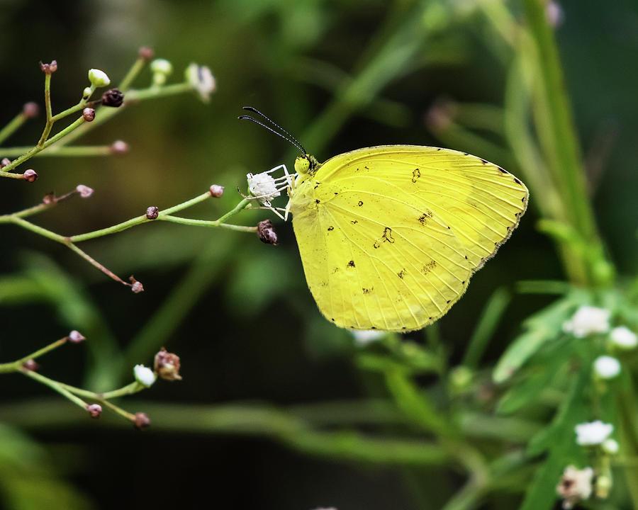 Butterfly Photograph - Yellow beauty by Vishwanath Bhat