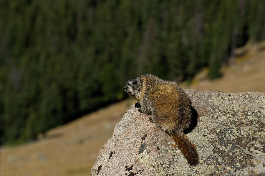 Yellow-bellied Marmot - 5101-2 Photograph by Jerry Owens