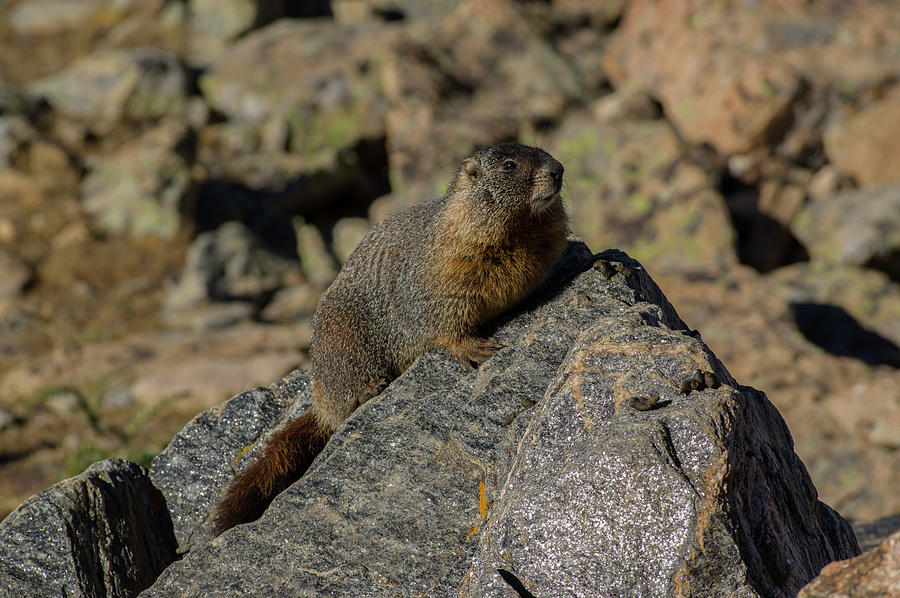 Yellow-bellied Marmot - 5460-2 Photograph By Jerry Owens - Fine Art America