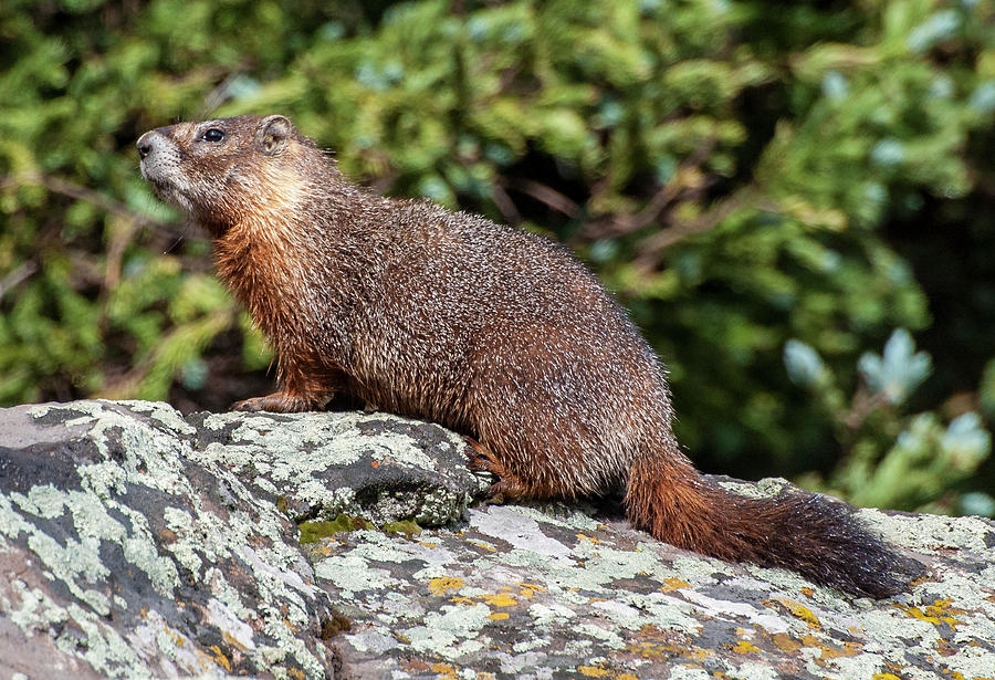 Yellow-bellied Marmot Photograph by Gene Bollig