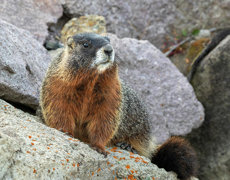 Yellow-bellied Marmot In Rocks Photograph by Ivan Kuzmin - Pixels