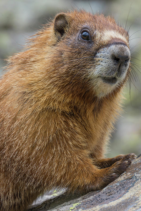 Yellow-bellied Marmot Photograph by Jeff Foott