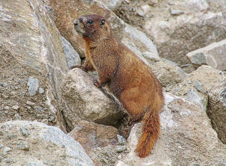 Yellow-bellied Marmot by Joseph Holub Yellow-bellied Marmot by Joseph Holub