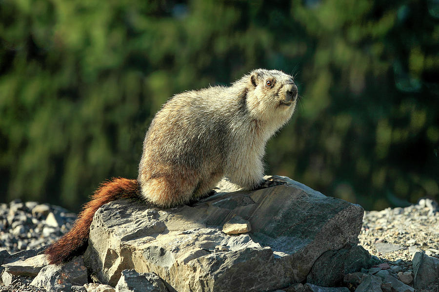 Yellow-Bellied Marmot Photograph by Todd Klassy