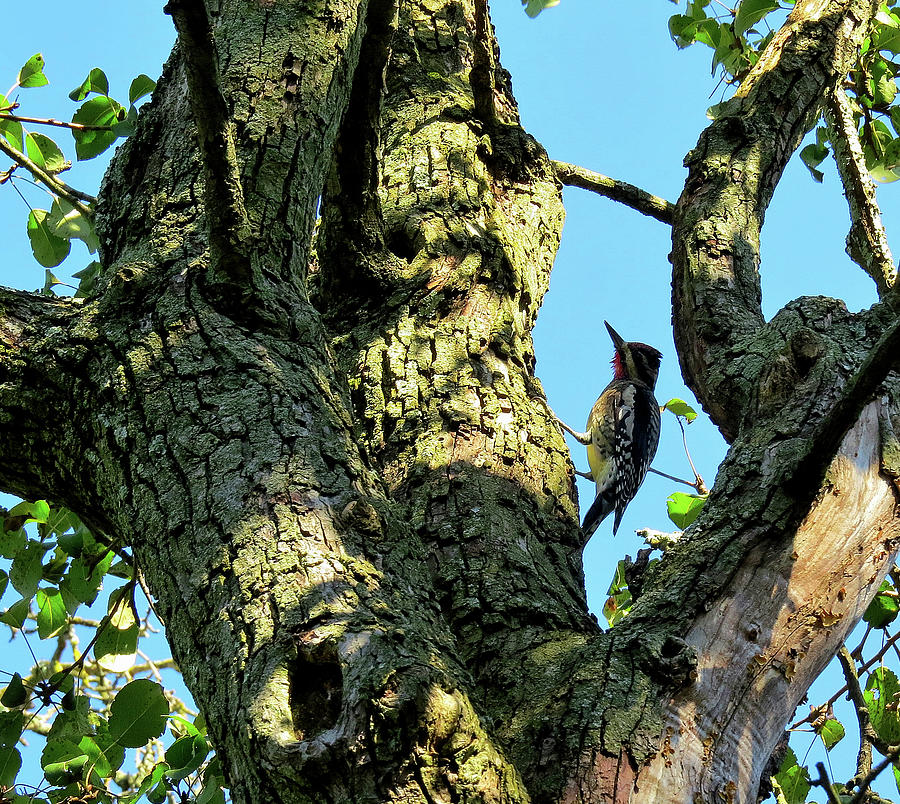 Yellow-bellied Sapsucker Climbing a Tree Photograph by Linda Stern