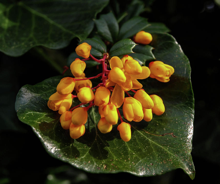 Flower Photograph - Yellow Berberis Flowers On Green Ivy Leaf by Richard Brookes