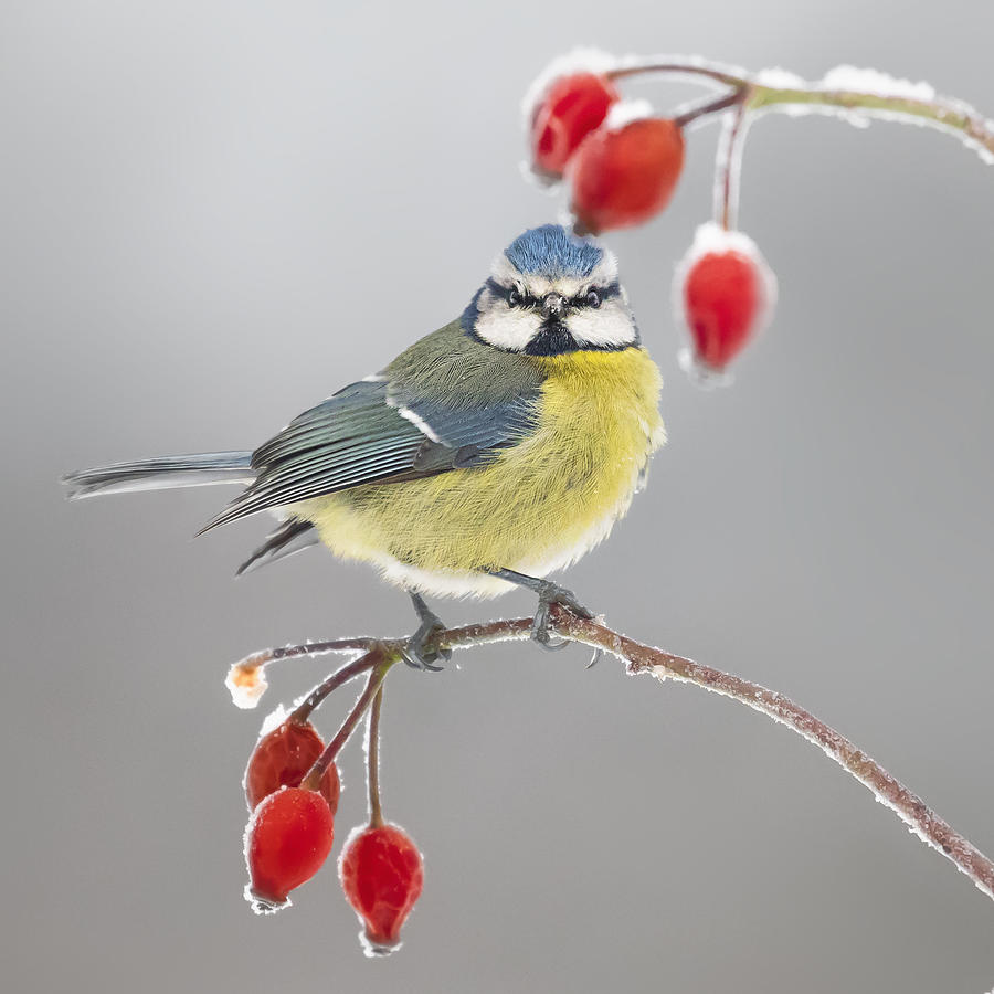 Yellow Between Reds Photograph by Rodrigo Núñez Buj | Fine Art America