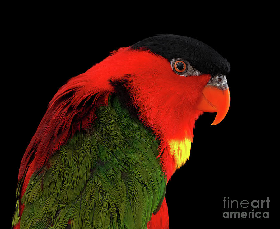 Parrot Photograph - Yellow-bibbed Lory by Sergey Taran