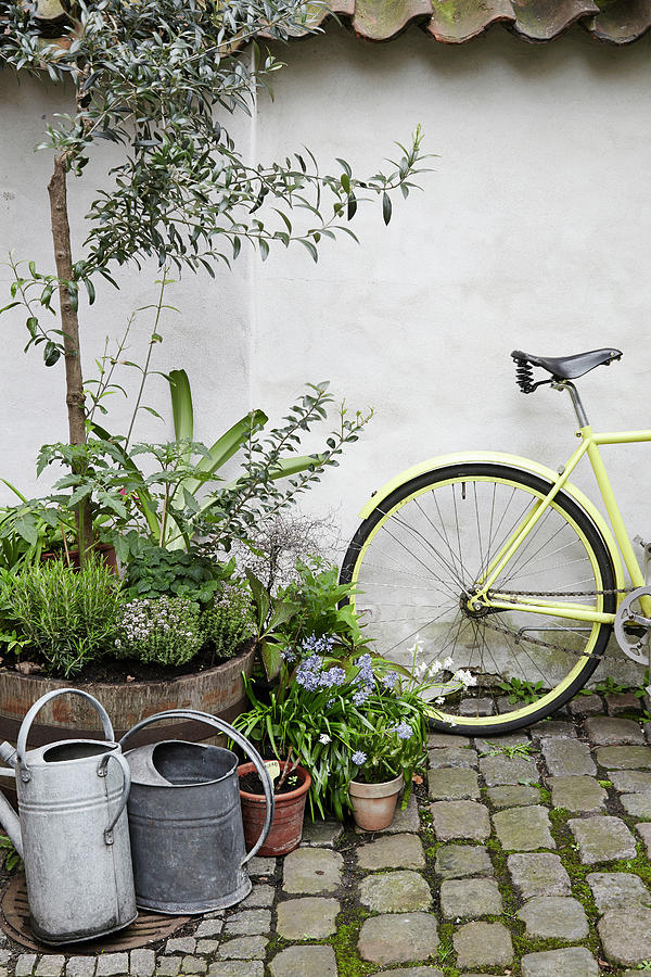 Yellow Bicycle Next To Plants And Watering Cans In Courtyard Photograph by Nicoline Olsen