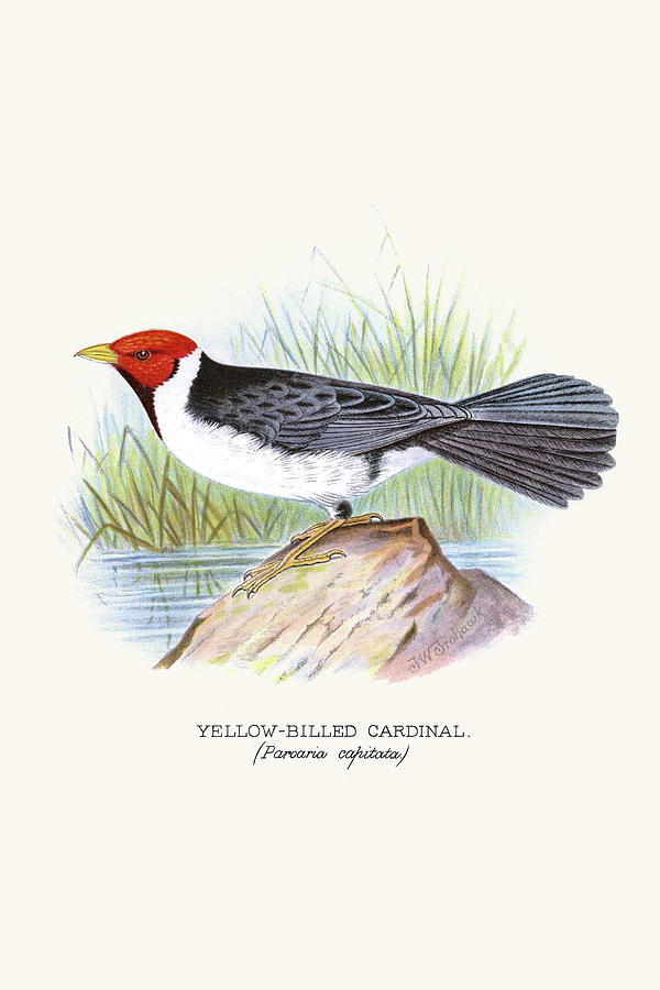 Yellow Billed Cardinal, Brown Throated or Lesser Cardinal Painting by F.W. Frohawk