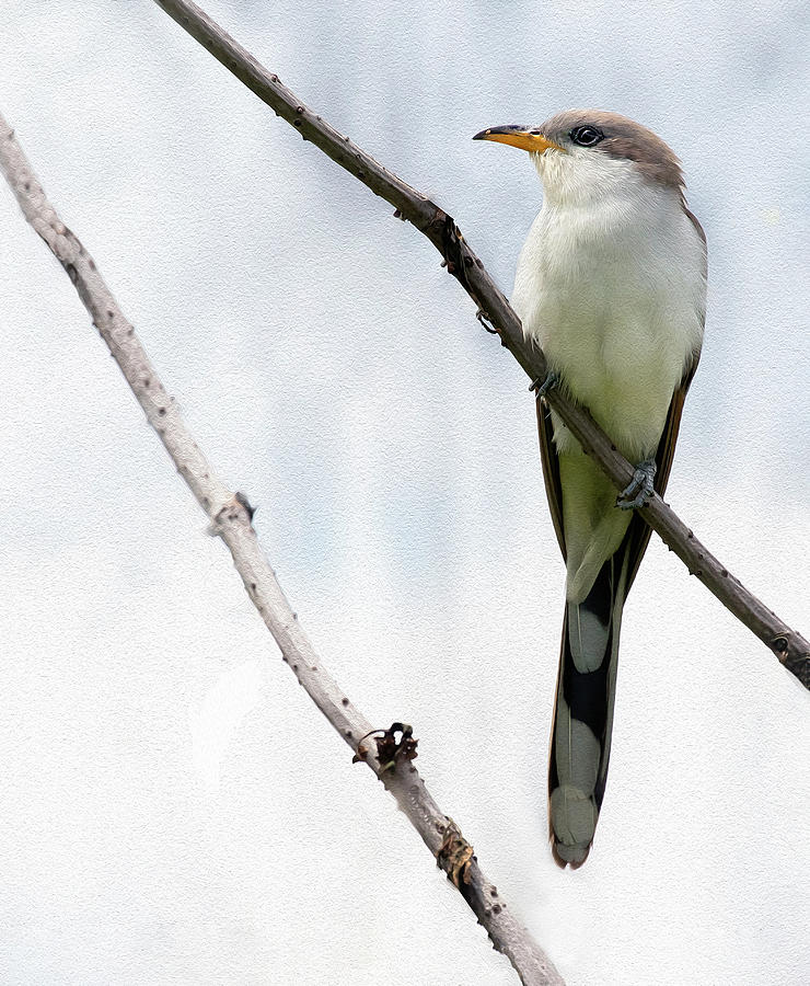 Yellow-billed Cuckoo Photograph by Art Cole