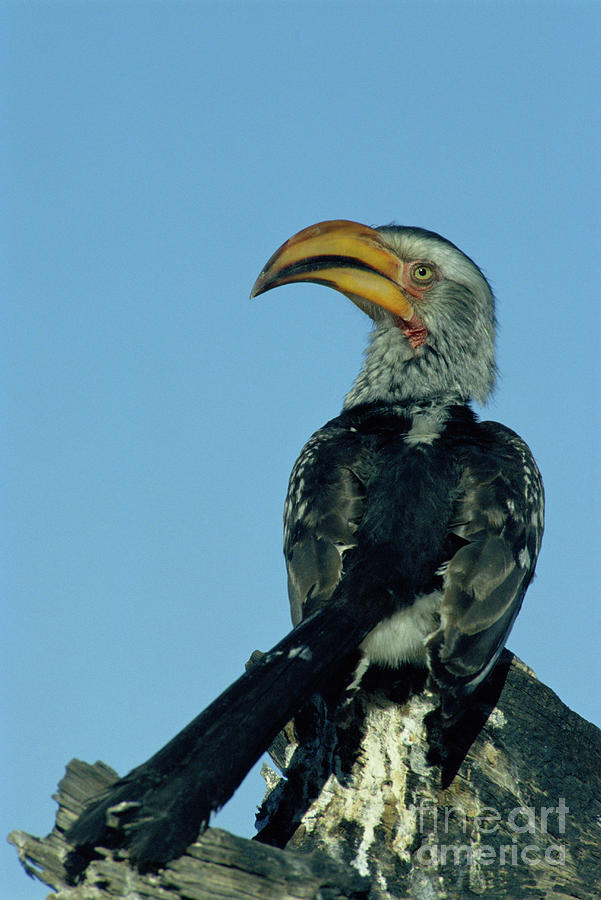 Wildlife Photograph - Yellow-billed Hornbill by Peter Chadwick/science Photo Library