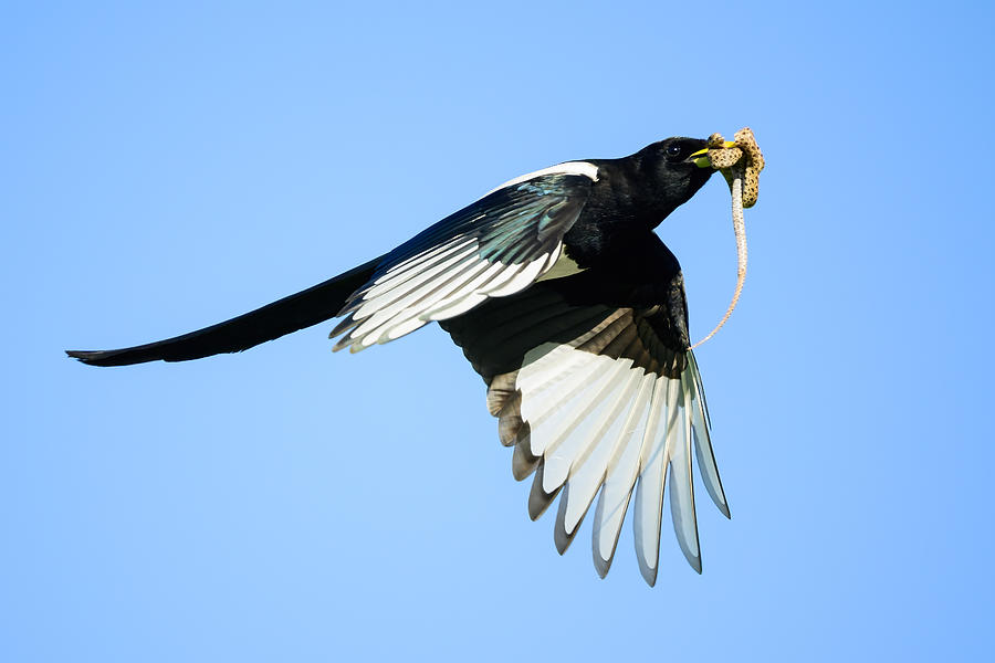 Yellow-billed Magpie With Snake Photograph by Moses Wang - Pixels