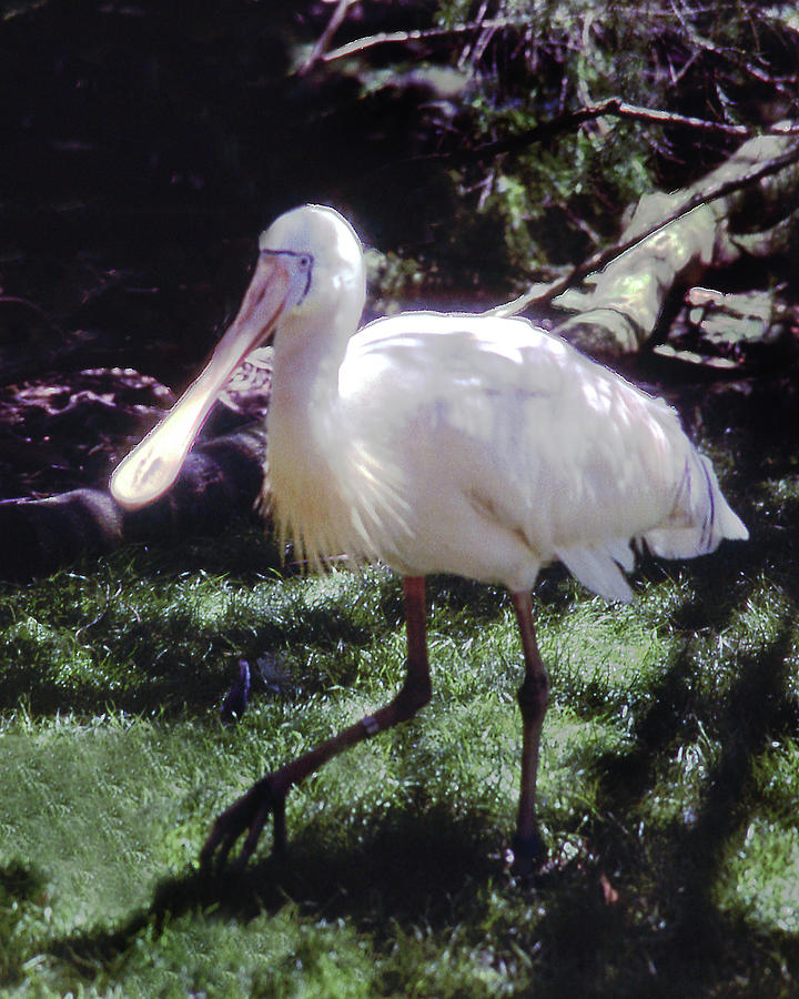 Yellow Billed Spoonbill Photograph by Jerry Griffin - Pixels