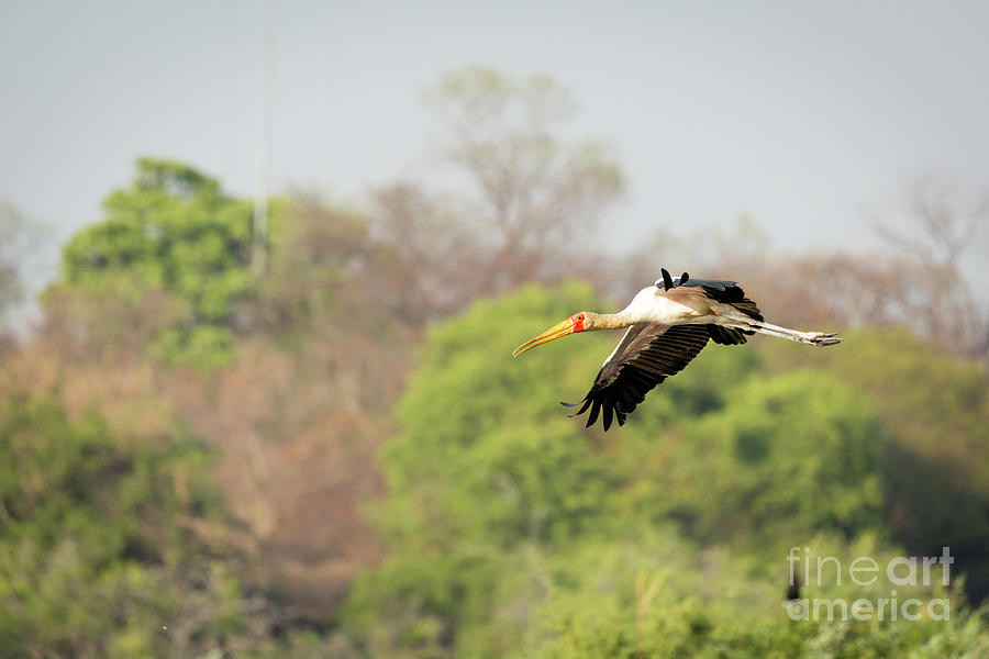 Yellow Billed Stork In Flight 1 Photograph by Timothy Hacker
