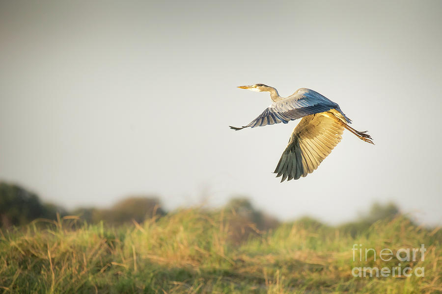 Yellow Billed Stork In Flight 3 Photograph by Timothy Hacker