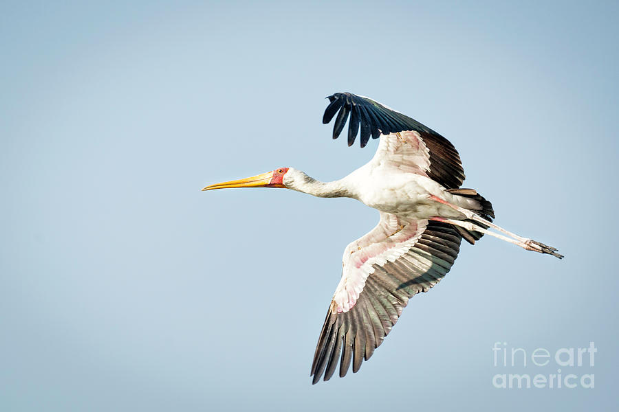 Yellow Billed Stork In Flight Photograph by Timothy Hacker