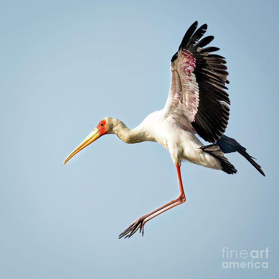 Yellow Billed Stork Landing Photograph by Timothy Hacker