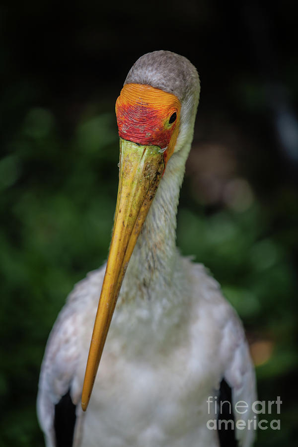 Yellow Billed Storks by Awais Yaqub Yellow Billed Storks by Awais Yaqub