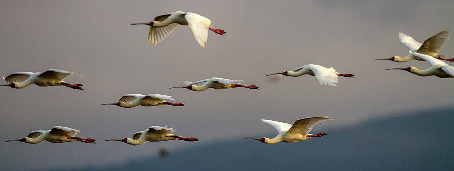 Yellow-billed Storks In Flight Over Photograph by Manoj Shah