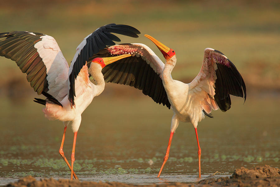 Stork Digital Art - Yellow Billed Storks (mycteria Ibis) In Confrontation On Lake by David Fettes