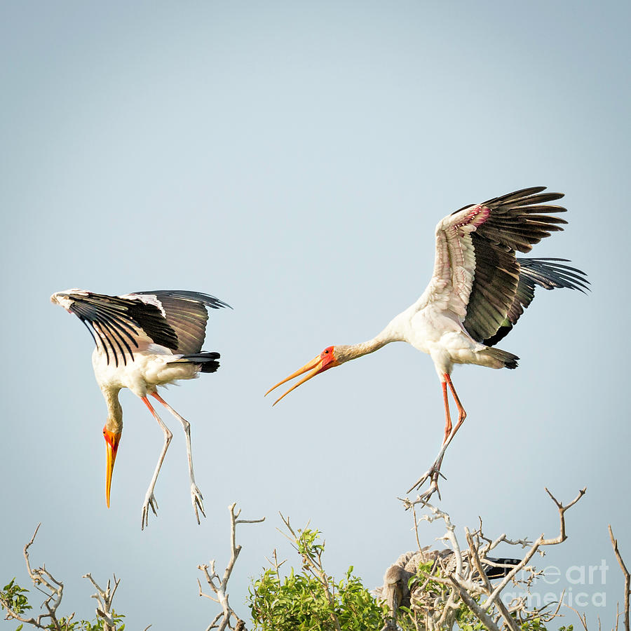Yellow Billed Storks Photograph by Timothy Hacker