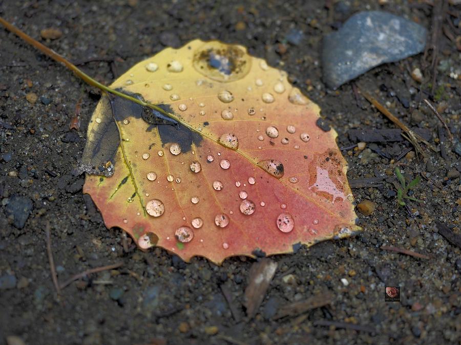 Yellow Birch Leaf Photograph by Richard Thomas