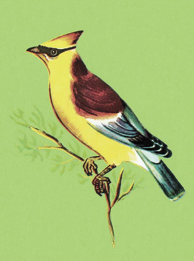 Nature Drawing - Yellow Bird by CSA Images