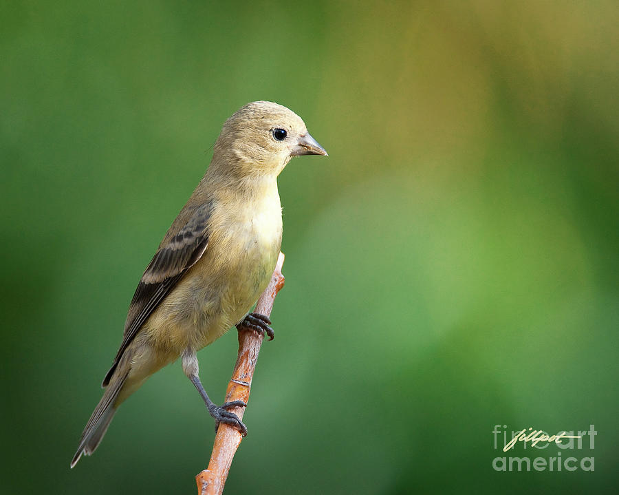 Finch Photograph - Yellow Bird by Bon and Jim Fillpot
