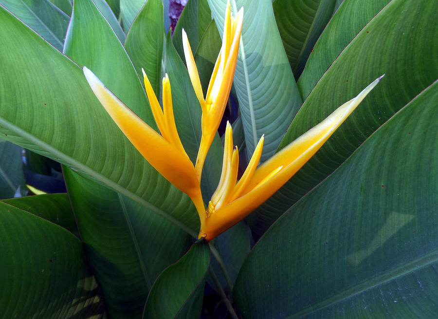 Yellow Bird Of Paradise 4 Photograph by Pepsi Freund - Pixels