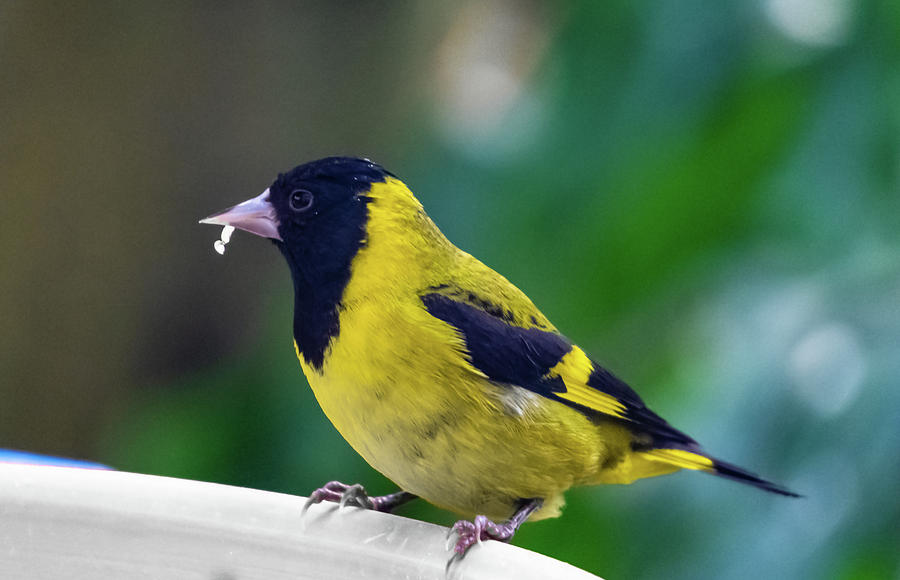 Yellow bird Photograph by Silvia Marcoschamer
